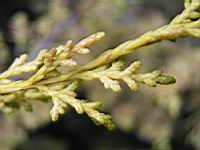 Juniperus chinensis cv Aurea (fam Cupressacees) (Photo F. Mrugala) (6)